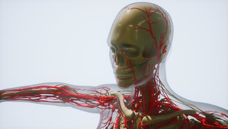 science-anatomy-of-human-Blood-Vessels